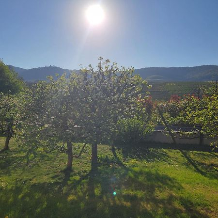 Studio Aux Pieds Des Vignes Eguisheim Exteriör bild